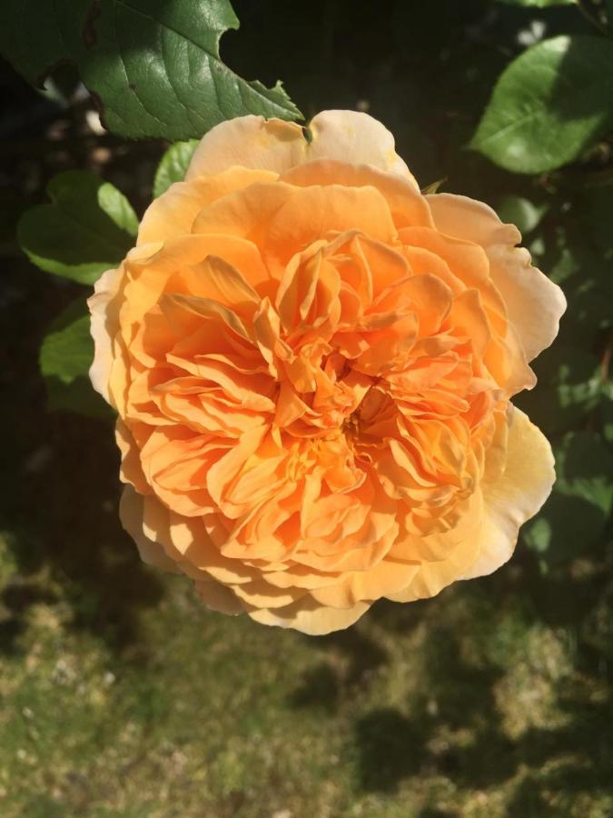 特里尔Bei Annemarie公寓 外观 照片